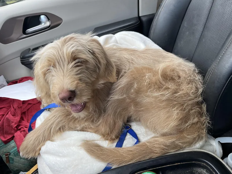 Lilly. Video. thumbnail 3