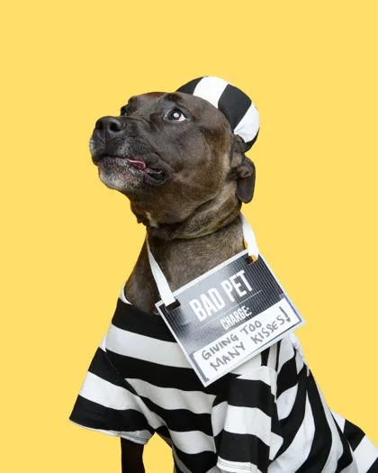 Handsome thumbnail 2