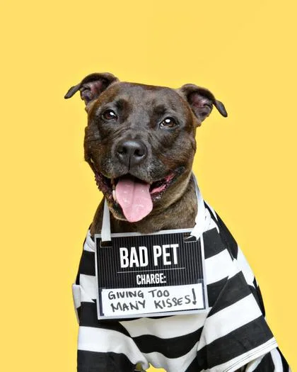 Handsome thumbnail 4