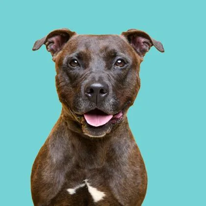 Handsome thumbnail 6