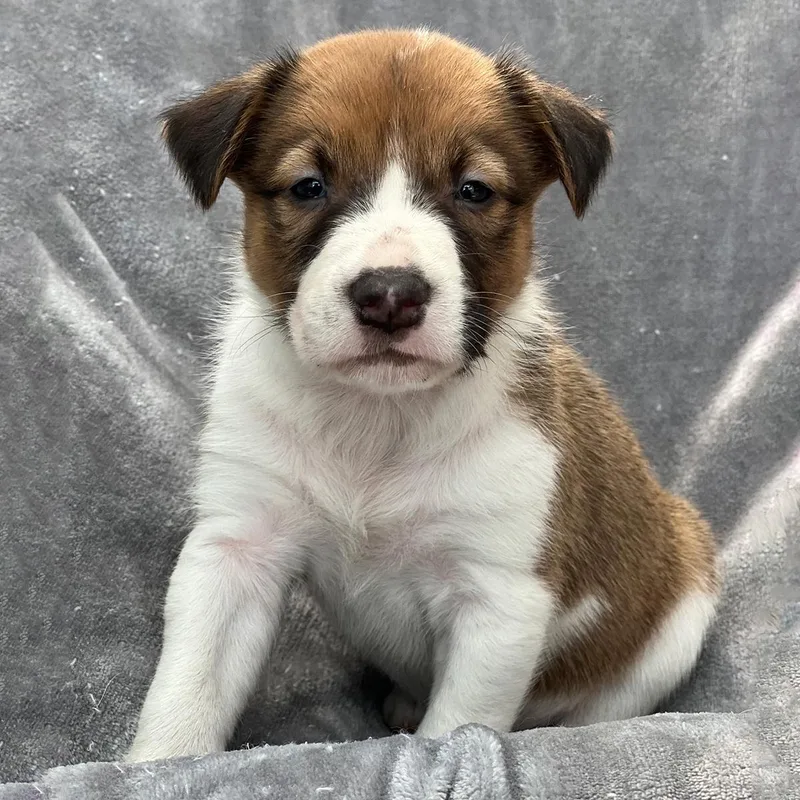 A baby medium-sized male Spaniel dog named Japan Pup  Noda for adoption in San Diego, CA