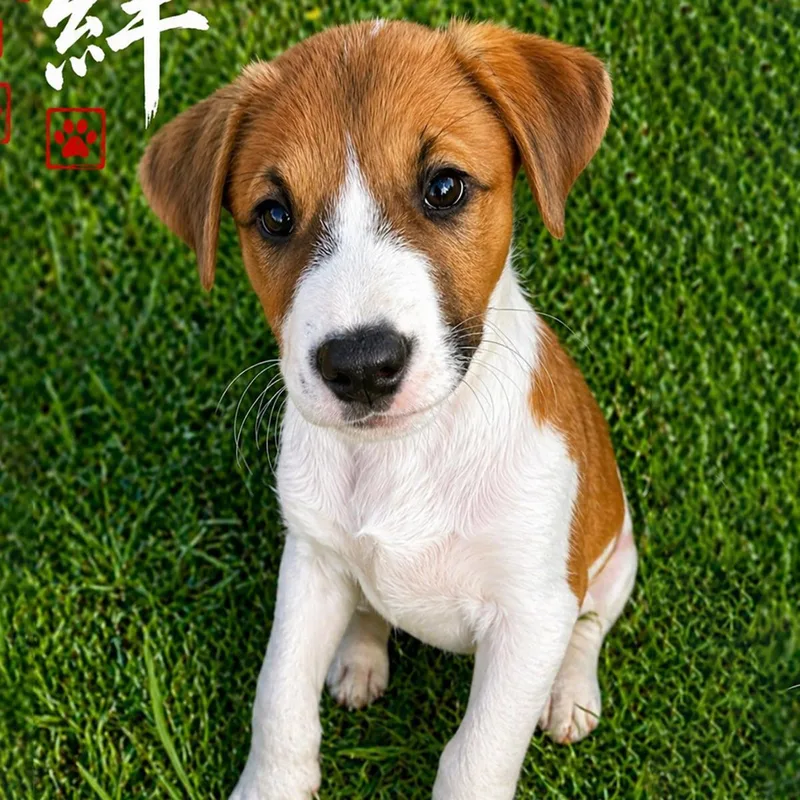 Japan Pup  Noda thumbnail 2