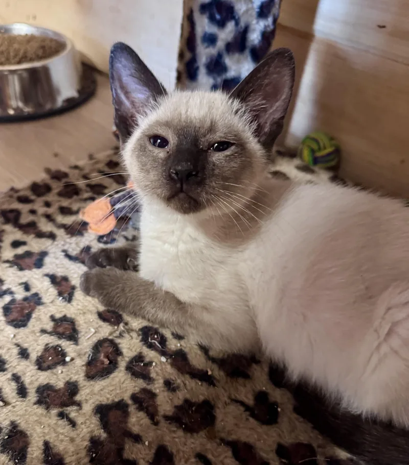 A baby small-sized male Buff / Tan / Fawn Domestic Short Hair cat named Sumo for adoption in Saint Augustine, FL