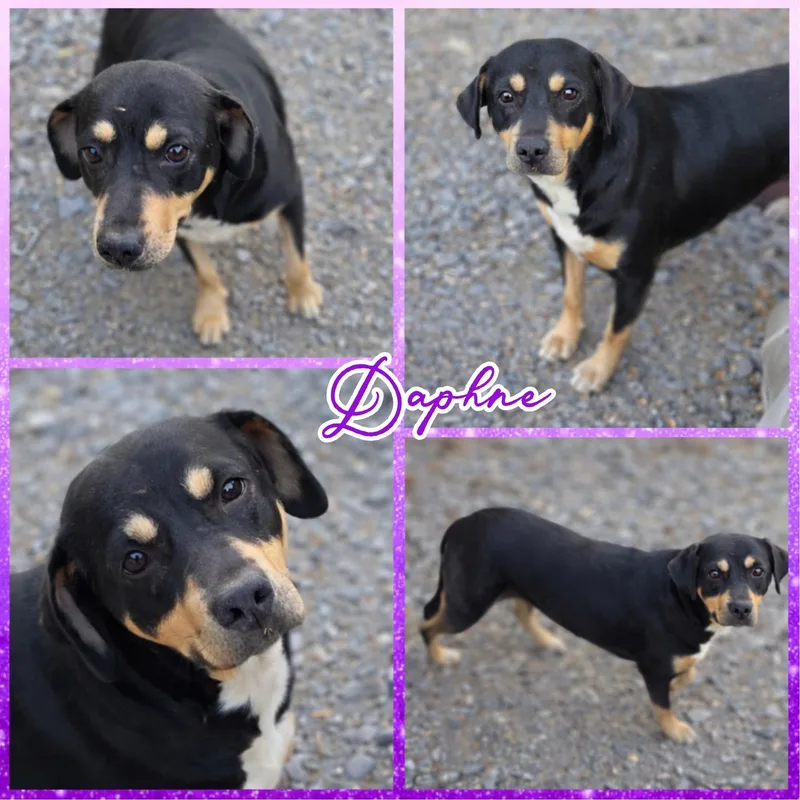 An adult medium-sized female Black Beagle dog named Daphne for adoption in Blacksburg, SC