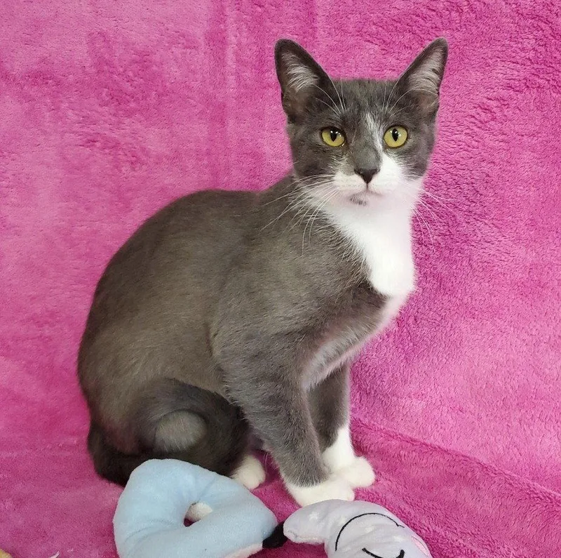A young medium-sized female Gray & White Domestic Short Hair cat named Odette for adoption in Greenville, IL
