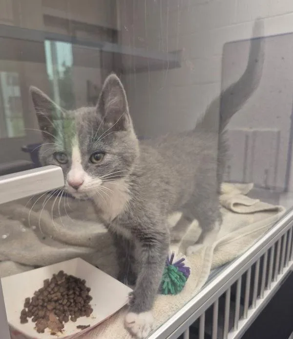 A baby small-sized male Domestic Short Hair cat named Custard for adoption in Stratham, NH