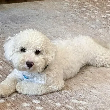A young small-sized male White / Cream Bichon Frise dog named Ziggy for adoption in Houston, TX