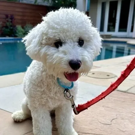 Ziggy thumbnail 5