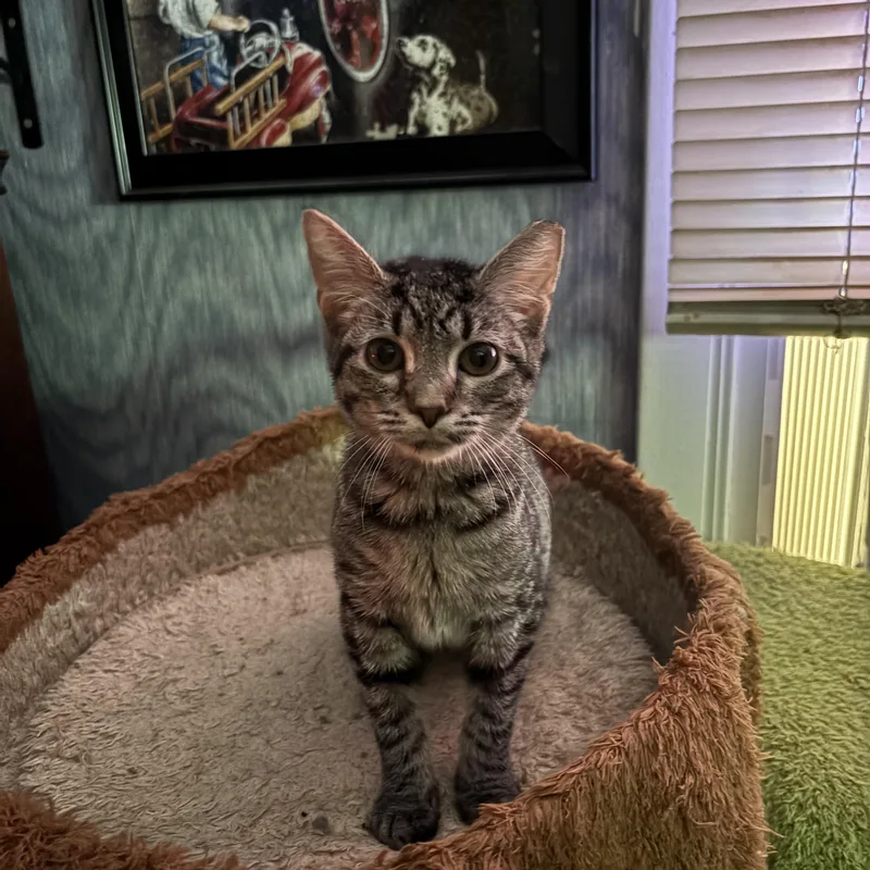A young medium-sized female Domestic Short Hair cat named Mali for adoption in York, PA