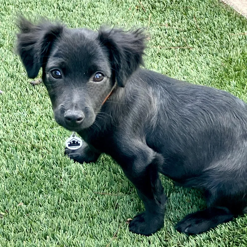 A baby small-sized male Black Spaniel dog named Jasper for adoption in Santa Monica, CA