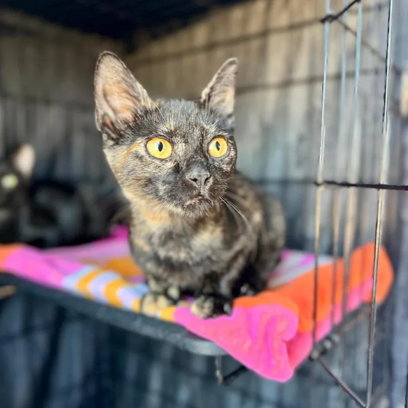 A baby small-sized female Tortoiseshell Domestic Short Hair cat named Caroline for adoption in Fredericksburg, TX