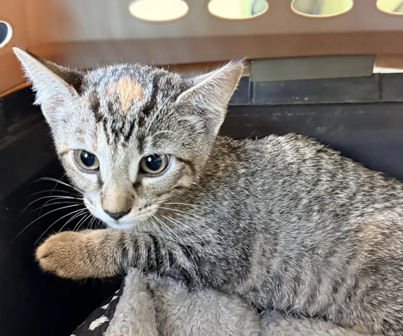 A baby medium-sized female Tabby (Buff / Tan / Fawn) Domestic Short Hair cat named Nora for adoption in Murphy, TX