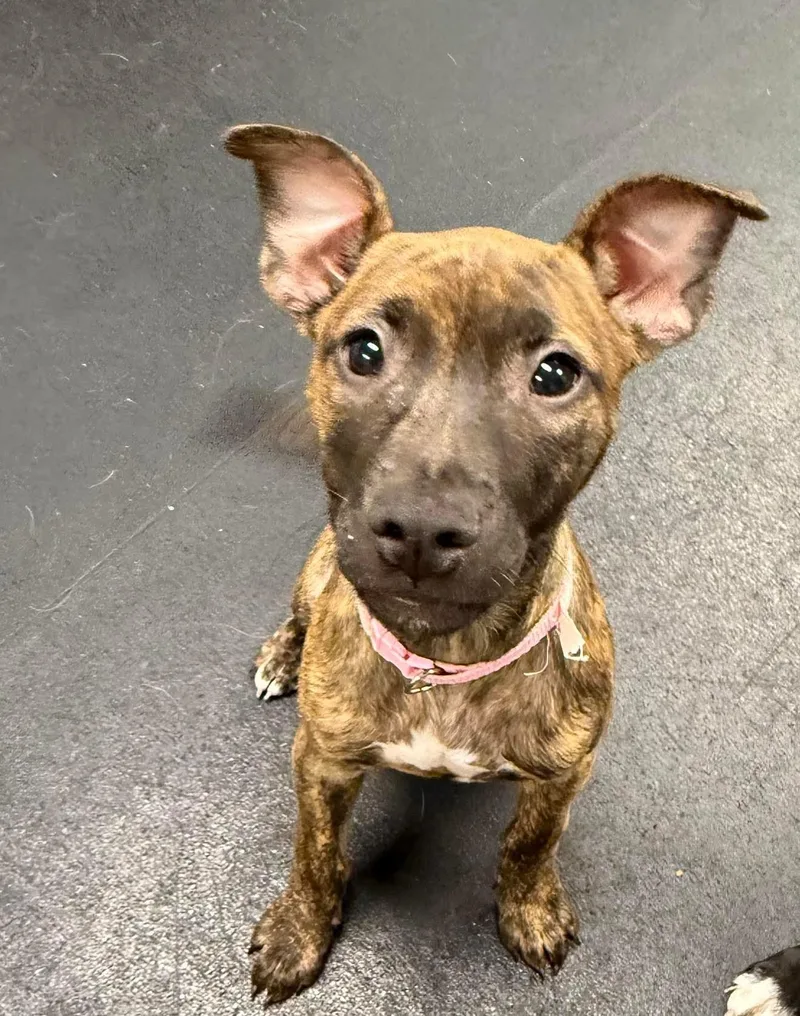 A baby medium-sized female Mixed Breed dog named Dory for adoption in Oceanport, NJ
