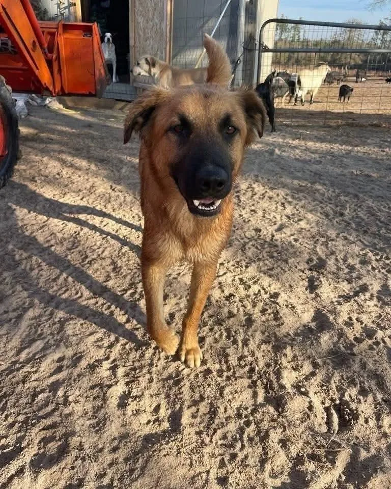 Little Bear thumbnail 2