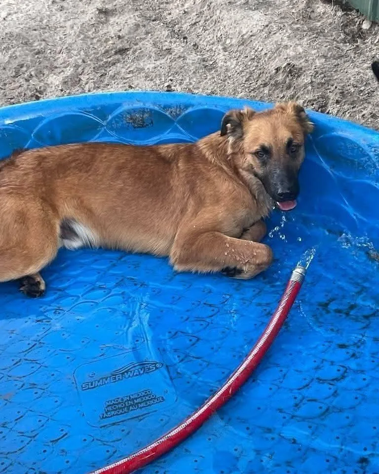 Little Bear thumbnail 4