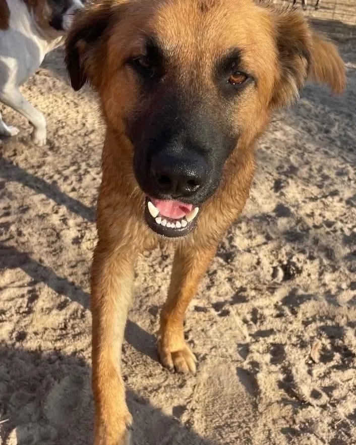 Little Bear thumbnail 5