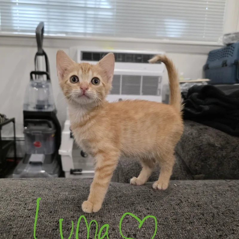 A baby medium-sized female Tabby (Orange / Red) Domestic Short Hair cat named Luma for adoption in Moriches, NY