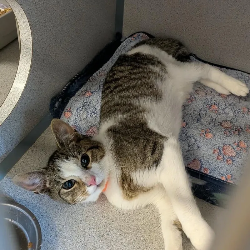 A baby medium-sized male Domestic Short Hair cat named Thomas Jefferson for adoption in Greenville, PA