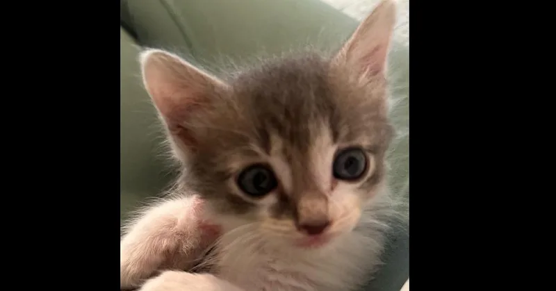 A baby small-sized male Domestic Short Hair cat named Cargo for adoption in Saint Augustine, FL