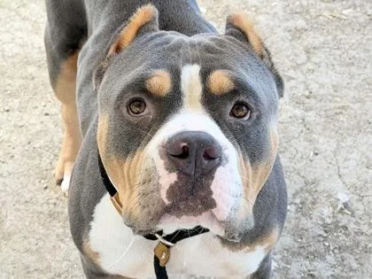 An adult large-sized male Gray / Blue / Silver Mixed Breed dog named Hero for adoption in Georgetown, TX