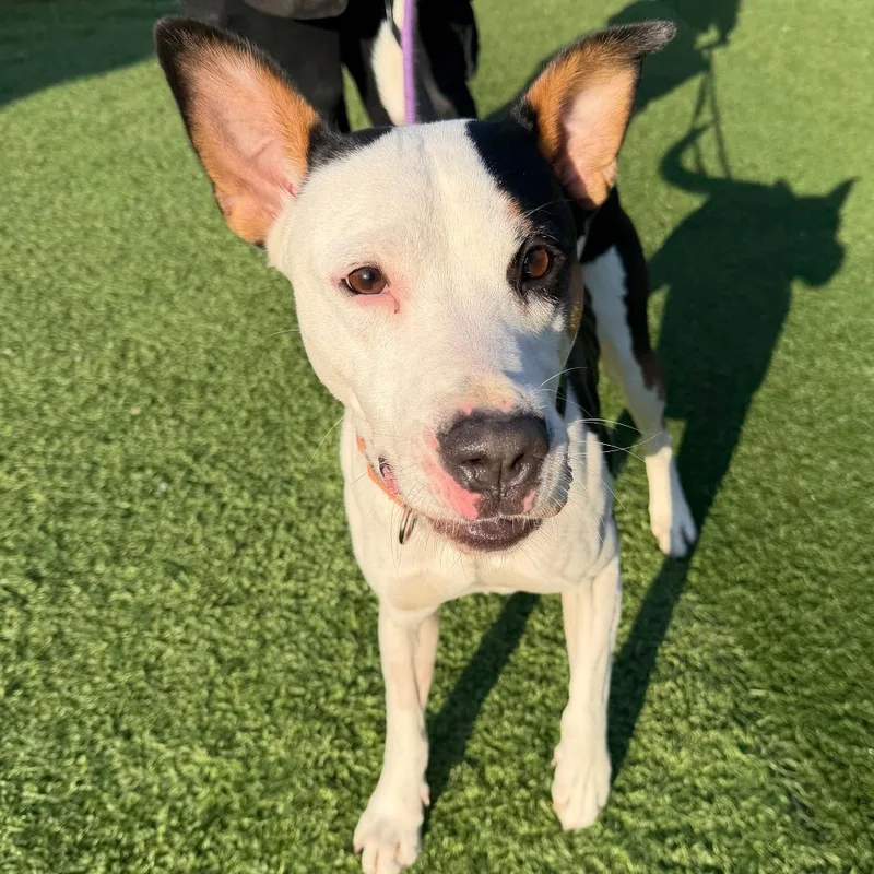An adult medium-sized male White / Cream American Staffordshire Terrier dog named Raider for adoption in Batavia, OH