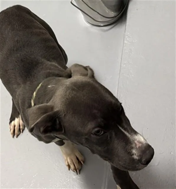 A baby small-sized male Pit Bull Terrier dog named Nitro for adoption in Augusta, GA