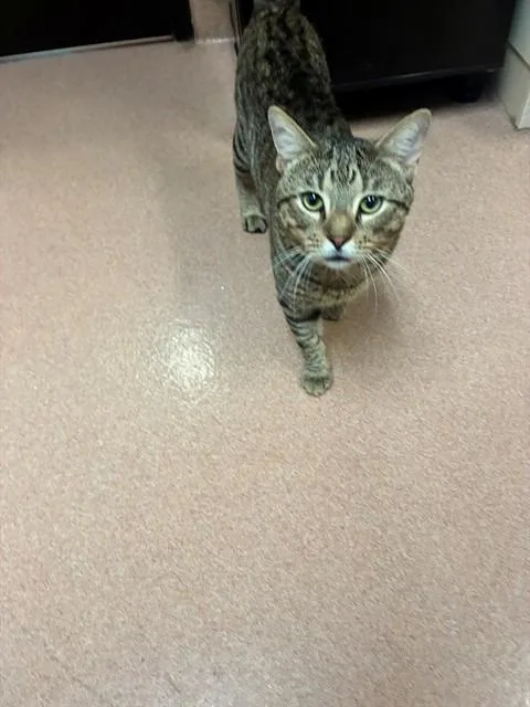 A young large-sized male Domestic Short Hair cat named Brusier for adoption in Cookeville, TN
