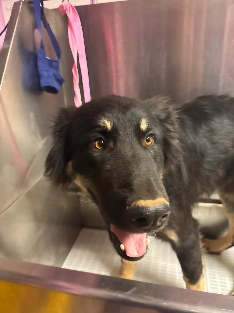 A baby medium-sized male German Shepherd Dog dog named Buddy for adoption in Morgantown, KY