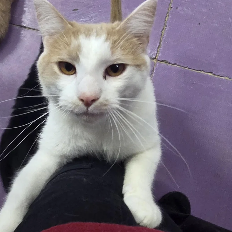 An adult medium-sized male Buff & White Domestic Short Hair cat named Wayne for adoption in SNOW HILL, NC