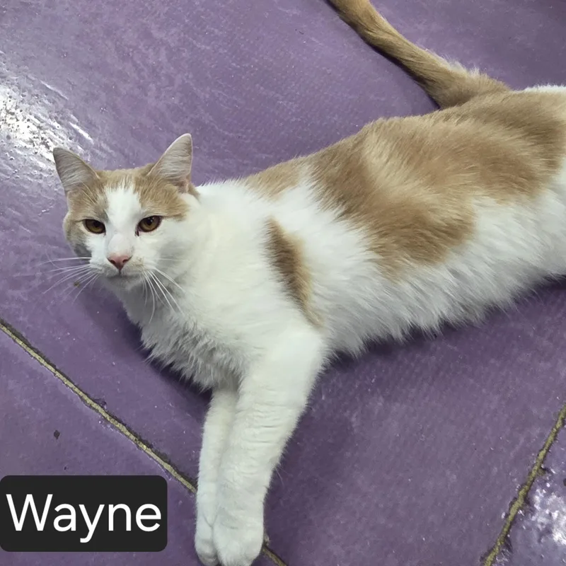 Wayne thumbnail 3