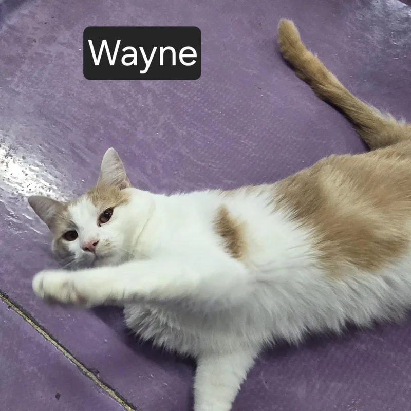 Wayne thumbnail 4