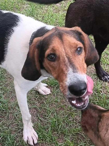 A baby small-sized female Hound dog named Penny for adoption in Conway, SC