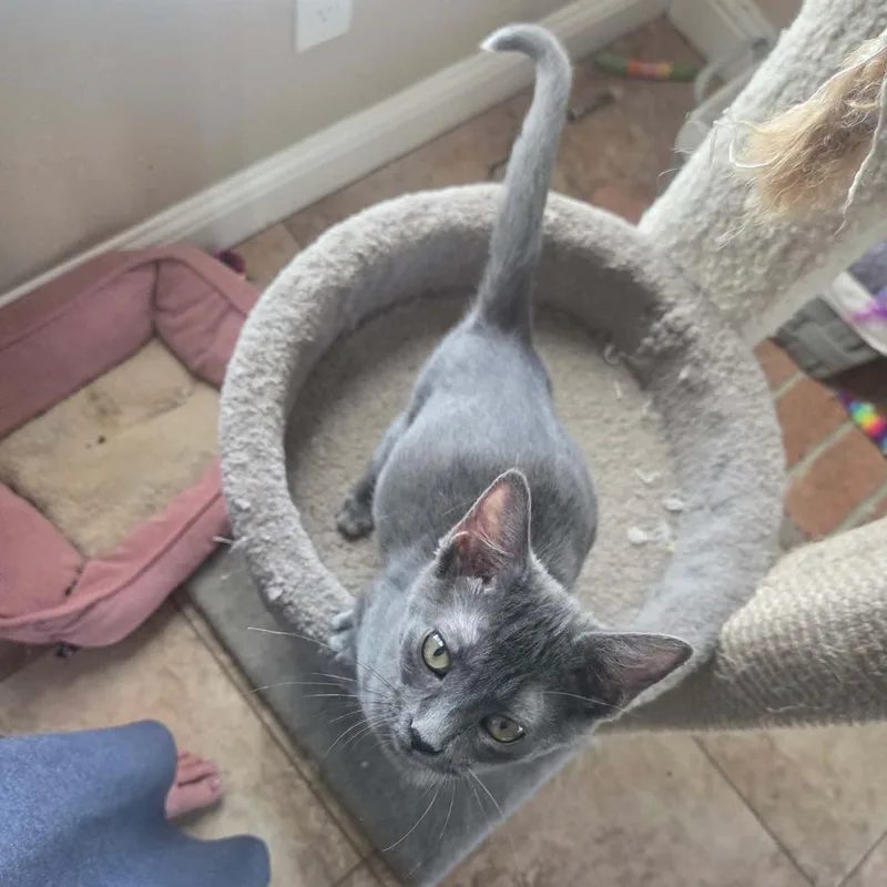 A baby small-sized female Gray / Blue / Silver Domestic Short Hair cat named Pewter for adoption in Antioch, CA