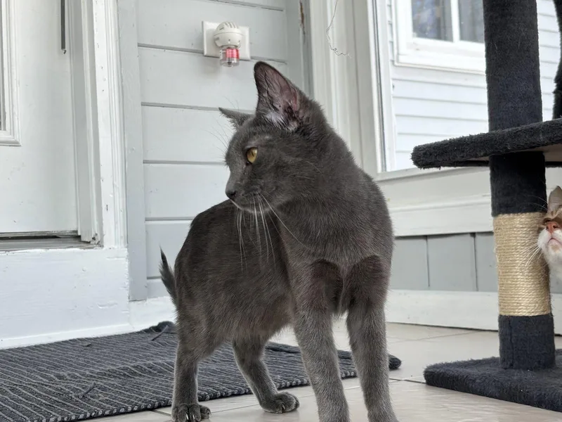 A baby medium-sized female Gray / Blue / Silver Domestic Short Hair cat named Aura for adoption in Virginia Beach, VA