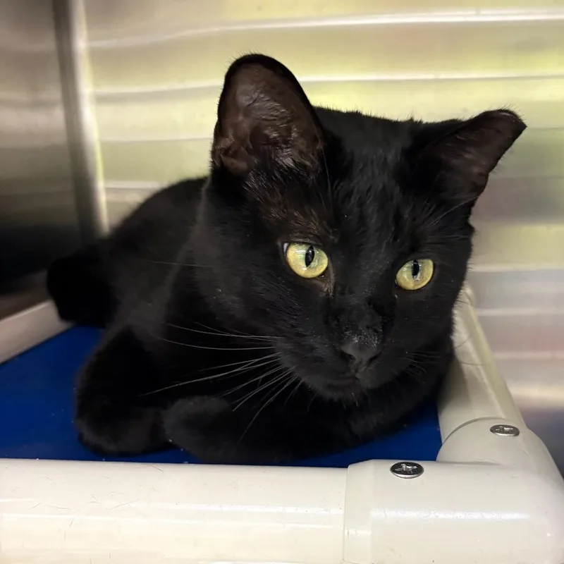 An adult large-sized male Black Domestic Short Hair cat named Finnick for adoption in Springfield, IL