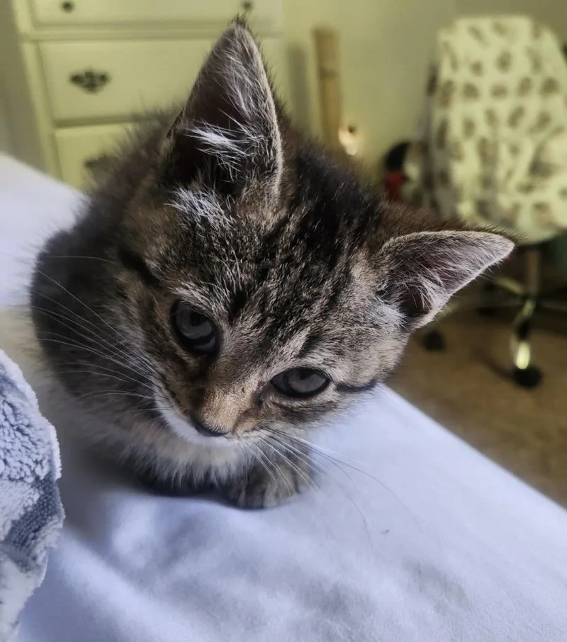 Biscuit thumbnail 2