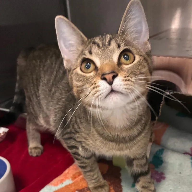A young medium-sized female Brown / Chocolate Domestic Short Hair cat named Kinshasa for adoption in Oak Park, IL