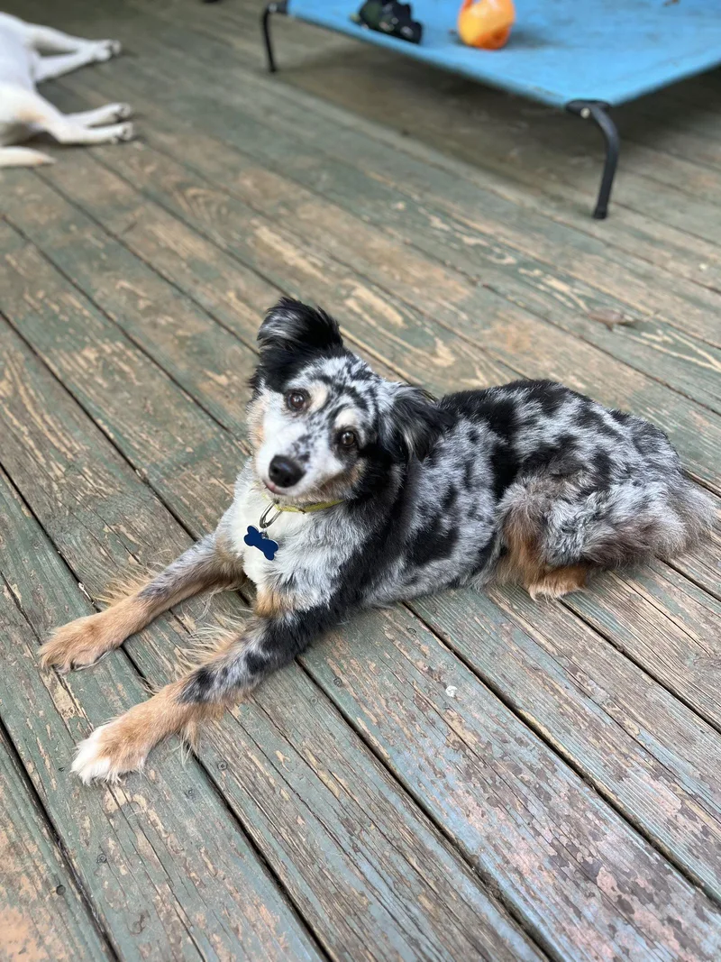 A senior medium-sized male Australian Shepherd dog named Finn for adoption in Lakemont, GA
