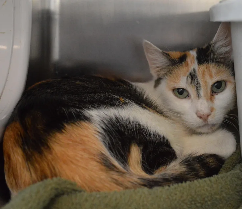A young medium-sized female Calico Domestic Short Hair cat named Lo Mein for adoption in House Springs, MO