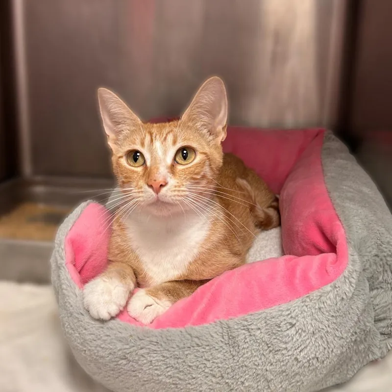 An adult medium-sized female Domestic Short Hair cat named Chick for adoption in Davenport, IA