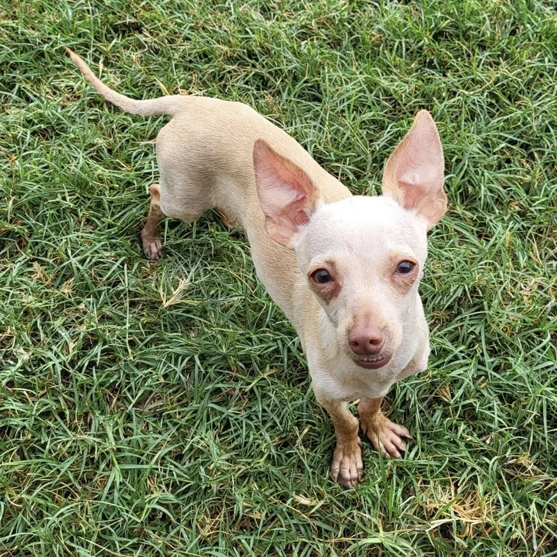 A young small-sized male Chihuahua dog named Cannoli for adoption in Colleyville, TX