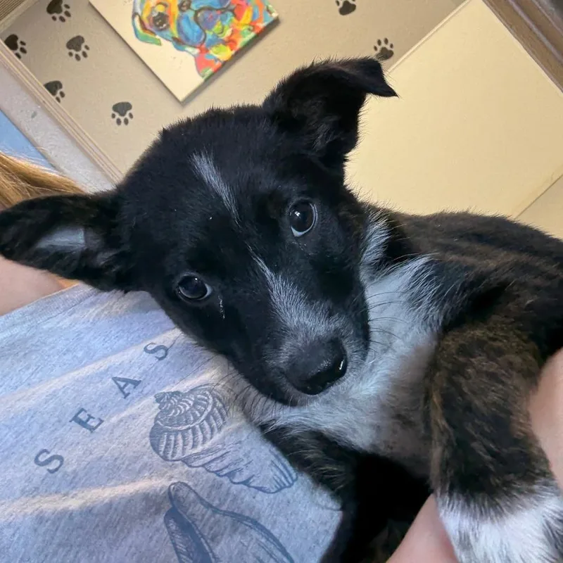 A baby medium-sized female Black Cattle Dog dog named Fable for adoption in Casa Grande, AZ
