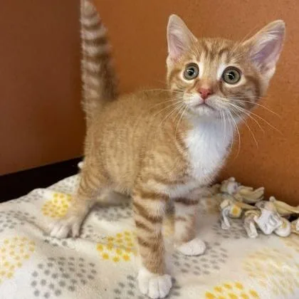 A baby small-sized male Tabby (Orange / Red) Domestic Short Hair cat named Honey for adoption in Rochester, MN