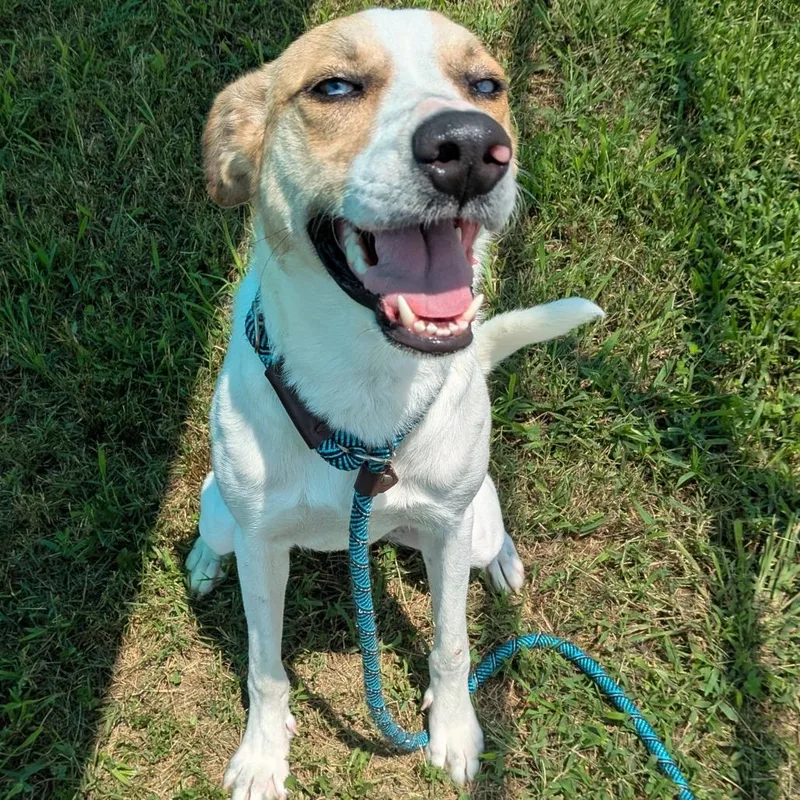 An adult medium-sized female Australian Shepherd dog named Winnie for adoption in Smithville, TN