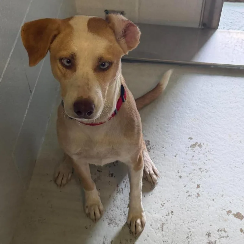 An adult medium-sized female Shepherd dog named Sheba for adoption in Bastrop, TX