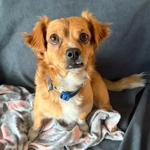 A young small-sized male Golden Dachshund dog named Teddy for adoption in Pasco, WA