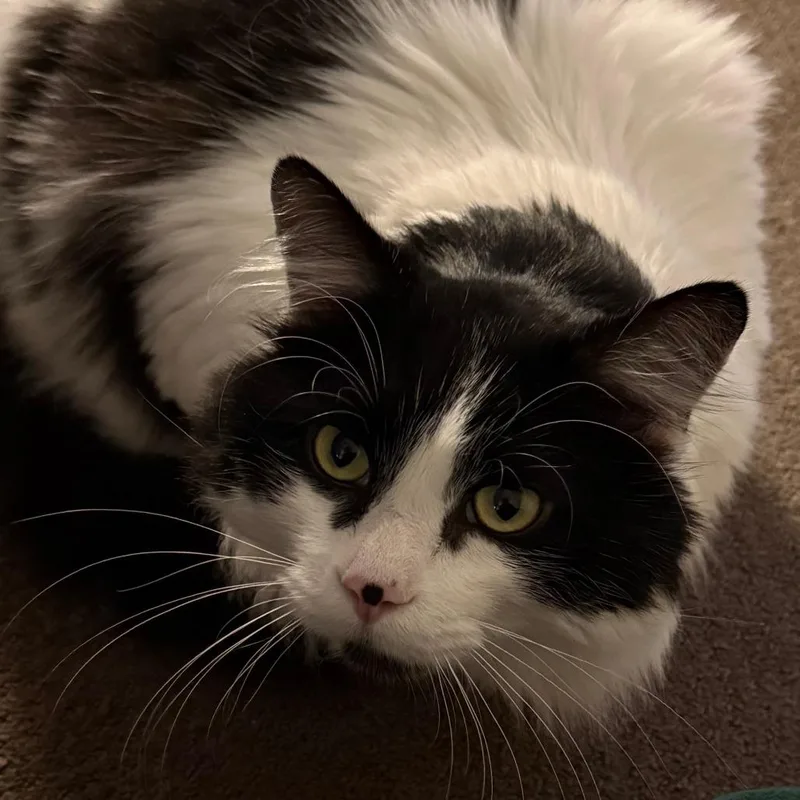 Lepurrchaun