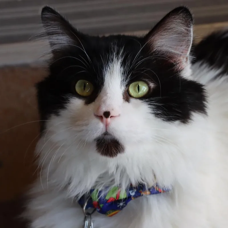 Lepurrchaun thumbnail 2