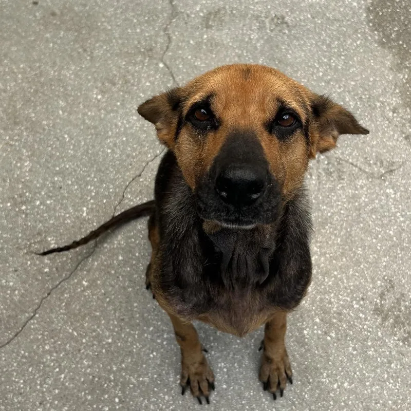 An adult medium-sized female Shepherd dog named Twinkle Star for adoption in LOXAHATCHEE, FL