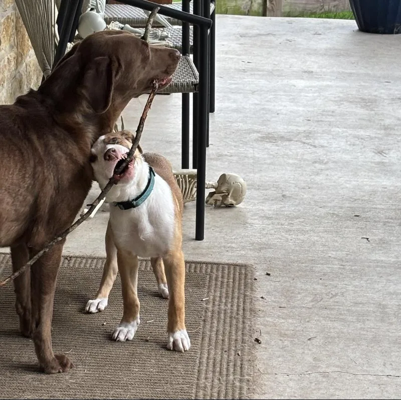 A baby medium-sized male Golden Pit Bull Terrier dog named Dutch for adoption in Mooresville, NC